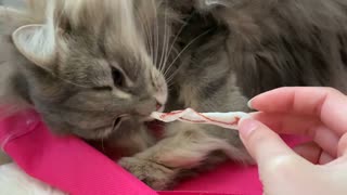 寝起きドッキリ！寝てる猫に大好物のおやつを近づけてみた