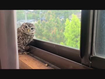 外を見るフクロウ