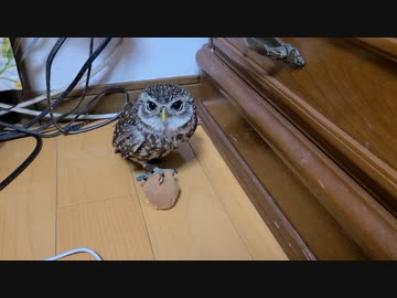 小雀さんとフクロウ