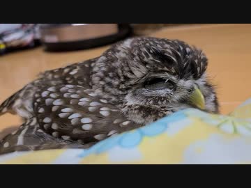 寝るフクロウ