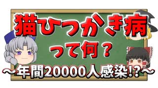 猫ひっかき病って何？謎の症状・治療などをすべて解説！【ゆっくり解説】