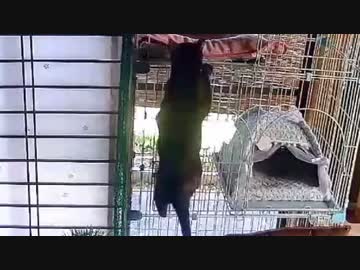 猫のロッククライミング