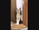 焦ってはさまるうちのぬうちゃん