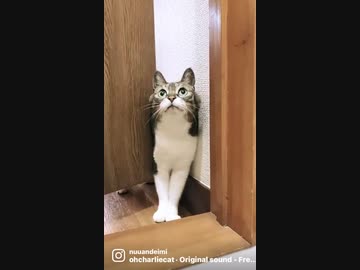 焦ってはさまるうちのぬうちゃん