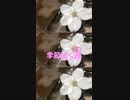 Chillout「季節吹く風 10 (きせつふくかぜ)」※春・01326-S