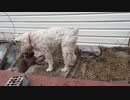 ミニチュアシュナウザー（白シュナ）ｖｓ猫　その１２
