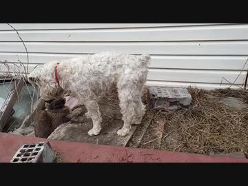 ミニチュアシュナウザー（白シュナ）ｖｓ猫　その１２