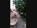 路地裏の野良猫を・・・#Shorts【野良猫】【感動猫】