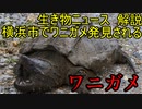 【生き物ニュース】ワニガメ、自然公園内の池で発見される　神奈川県横浜市【ゆっくり解説】