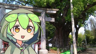 【鹿児島】オークスの後に大クスを見に行ったよ@志布志市山宮神社【ソフトウェアトーク劇場】