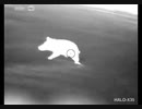 ホモと見るアサルトライフルでイノシシ狩り