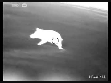 ホモと見るアサルトライフルでイノシシ狩り