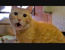 注：盗っ人猫は野良猫です