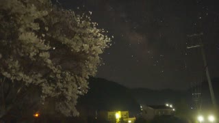 【星空の景色】夜明け前の桜と天の川