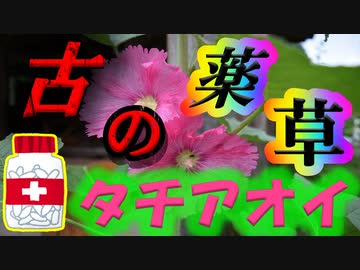 【ゆっくり解説】有史以前から重宝されていた！？　タチアオイを解説