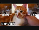 耳かきの練習をして母猫に励まされる子猫【その名もチャオ】