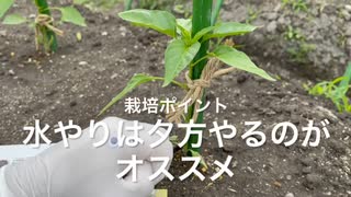 無肥料でも肉厚⁈ピーマン垂直仕立て栽培2022はじめました！#104 2022/05/26