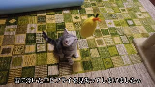 子猫を釣ってみたら可愛すぎた