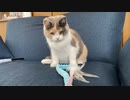 あそんでるだけの猫…