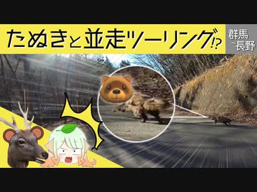 【ゆっくり車載】世界初！？たぬきとツーリングしてみた【ハンターカブ】