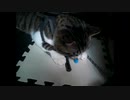 こたつの中で遊ぶはやたろう