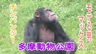 モテるチンパンジー：マックス(多摩動物公園)