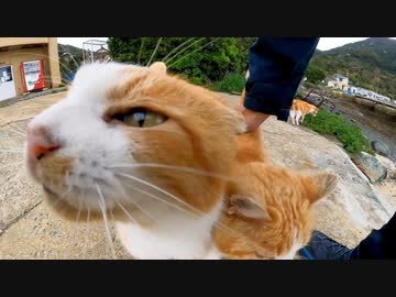 色んな手を使って撫でられようとする猫達がカワイイ