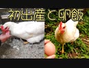 【ぴ】鶏が卵を産み始めた。美味しく頂く　卵の自給自足　養鶏編