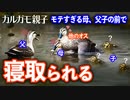 カルガモ親子の悲劇0520C②【寝取られる母】　#カルガモ親子　#野鳥撮影　#身近な生き物語