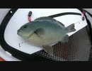 【福井】堤防のグレ(メジナ)釣り！若狭湾の波止でのんびり海釣り