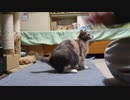 過去動画）あしゅらんと遊ぶ