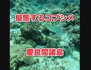 コブシメ・沖縄慶良間諸島国立公園