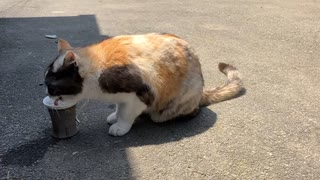 水を飲むネコ