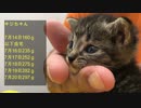 【保護猫】捨て子だった猫の赤ちゃん兄弟の体重を計ってみた結果！　 Weight measurement of baby cats