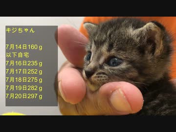 【保護猫】捨て子だった猫の赤ちゃん兄弟の体重を計ってみた結果！　 Weight measurement of baby cats