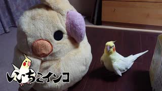 お爺ちゃんオカメと大きなオカメぬいぐるみ