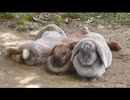 またしても、ウサギを眺める その1