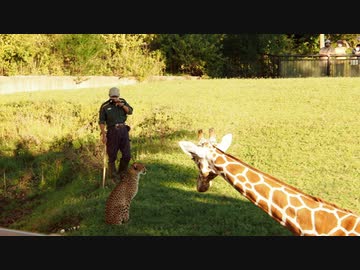 【ノーナレ動物動画】帰るシマウマと帰りたくないチーターと帰らせたい飼育員と様子を見に来たキリン【よこはま動物園ズーラシア】