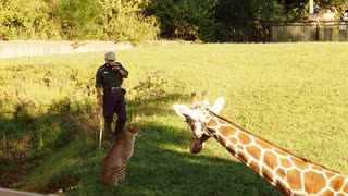 【ノーナレ動物動画】帰るシマウマと帰りたくないチーターと帰らせたい飼育員と様子を見に来たキリン【よこはま動物園ズーラシア】