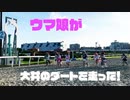 ウマ娘、大井のダートをホントに走る！【TCK大井競馬場/東京メガイルミ】