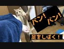 飼い主の足しばく