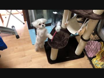 キャットタワーの使い方がいまいちわからない犬