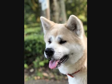 危なくないすか？慎重すぎる秋田犬