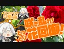 ぶらり気ままに日帰り旅 ＃咲き乱れ！とっとり花回廊【VOICEROID旅行】