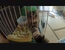 【第3回】水やりとご飯と猫さんたち
