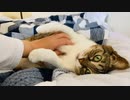 腹もみ職人は今日も忙しい＃ネコ