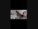 保護してほしいのか？っと思ったら・・・！？#Shorts【野良猫】【感動猫】