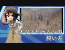 オオツノヒラムシの飼い方【アクアリウム】