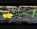 ミチクサ/六か　feat.初音ミク