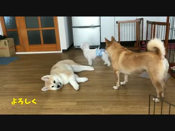 新顔を迎える先住犬たちの反応がおもろすぎ